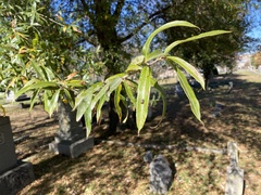 Quercus phellos