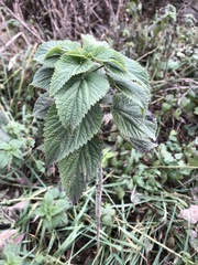 Urtica dioica