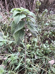 Urtica dioica