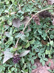 Prunella vulgaris
