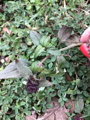 Prunella vulgaris