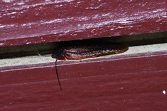 Perisphaerus pygmaeus