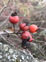 Rosa