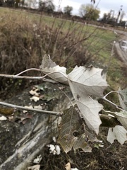 Populus alba