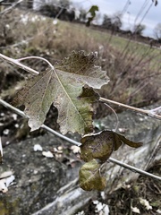 Populus alba