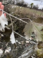 Populus alba