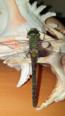Anax guttatus