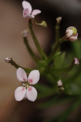 Stylidium adnatum