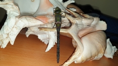 Anax guttatus