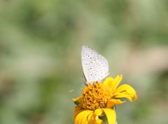 Zizeeria knysna knysna