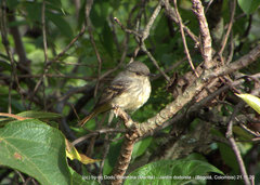Knipolegus poecilurus