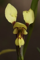 Diuris setacea