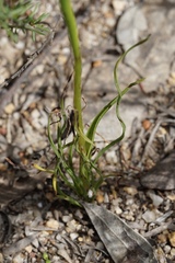 Diuris setacea