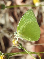 Catopsilia pomona
