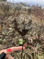 Daucus carota
