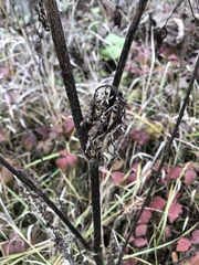 Daucus carota