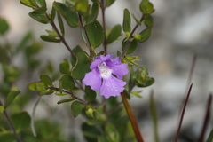 Hemigenia humilis