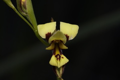 Diuris setacea