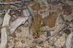 Diuris setacea