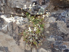 Pelargonium stipulaceum