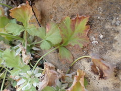 Pelargonium stipulaceum
