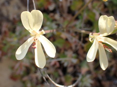 Pelargonium stipulaceum