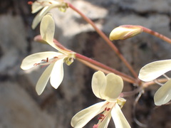 Pelargonium stipulaceum