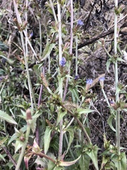 Cichorium intybus