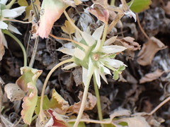 Pelargonium stipulaceum