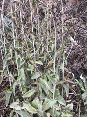 Cichorium intybus
