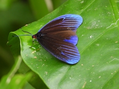 Pompelon marginata