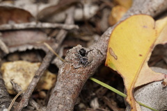 Maratus lobatus
