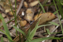 Maratus lobatus