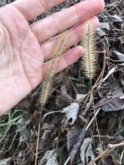 Setaria pumila