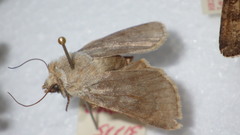 Agrotis simplonia
