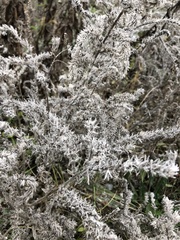 Echium