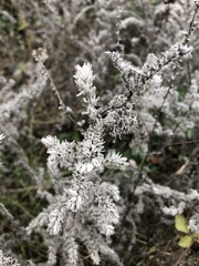 Echium