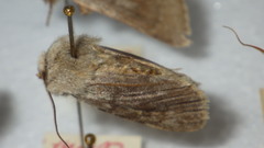 Agrotis simplonia