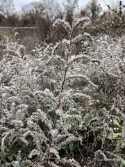 Echium