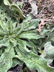 Echium