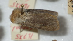 Agrotis simplonia
