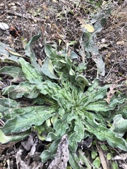 Echium