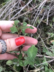 Trifolium pratense