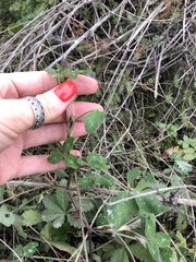 Trifolium pratense