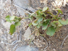 Rumex hypogaeus