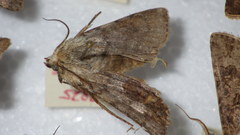 Agrotis simplonia