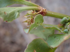 Rumex hypogaeus