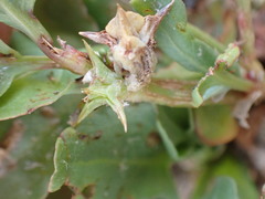 Rumex hypogaeus