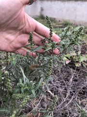 Ambrosia artemisiifolia