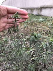 Ambrosia artemisiifolia